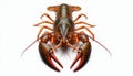 crayfish on white background Royalty Free Stock Photo