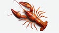 crayfish on white background Royalty Free Stock Photo