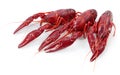 Crayfishes Royalty Free Stock Photo