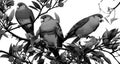 three birds sitting on top of a tree branch, generative AI art. Royalty Free Stock Photo