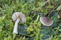 The Crazed cap Dermoloma cuneifolium is an inedible mushroom