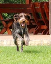 Crazed Rough-coated Bohemian Pointer runs around the garden. Barbu tcheque in jump. Female dog flying back and forth. Playing with