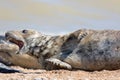 Crazy animal meme image of a startled seal Royalty Free Stock Photo