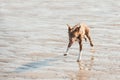 Crazy beach dog Royalty Free Stock Photo