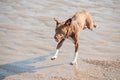 Crazy beach dog Royalty Free Stock Photo