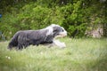 Crazy bearded collie is running in nature.