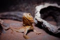 Crazy Bearded Dragon guarding its territory Royalty Free Stock Photo