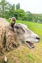 Crazy bleating sheep Royalty Free Stock Photo