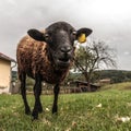 Crazy brown sheep