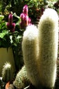 Crazy cacti