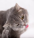 Crazy the cat has flicked out tongue language and scratches a pa Royalty Free Stock Photo