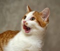 Crazy cat Royalty Free Stock Photo