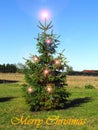 Crazy christmas tree with lights in summer nature, unusual christmas card