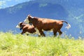 Crazy cow is jumping in the mountain Royalty Free Stock Photo