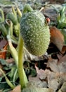 crazy cucumber with ladybag Royalty Free Stock Photo