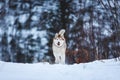 Crazy and cute beige and white dog breed siberian husky running on the snow path in the forest