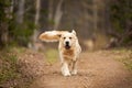 Crazy, cute and funny dog breed golden retriever running in the forest and has fun at sunset Royalty Free Stock Photo