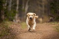 Crazy, cute and happy dog breed golden retriever running in the forest and has fun at sunset Royalty Free Stock Photo