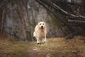 Crazy, cute and happy dog breed golden retriever running in the forest and has fun at sunset Royalty Free Stock Photo