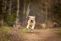 Crazy, cute and happy dog breed golden retriever running in the forest and has fun at sunset Royalty Free Stock Photo