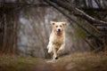 Crazy, cute and happy dog breed golden retriever running in the forest and has fun at sunset Royalty Free Stock Photo