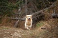 Crazy, cute and happy dog breed golden retriever running in the forest and has fun at sunset