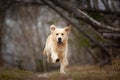 Crazy, cute and happy dog breed golden retriever running in the forest and has fun at sunset