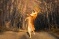 Crazy, Cute and happy shiba inu dog jumping in the forest at golden sunset. Adorable Red shiba inu female puppy in fall Royalty Free Stock Photo