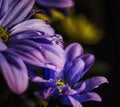 Crazy Daisies with Water Drops