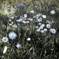 Crazy daisies in the wind