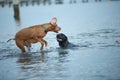 Crazy dog (vizsla) gets a fright and jumps out of the water looking funny