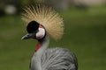 Crazy,exotic bird in Hawaii Royalty Free Stock Photo