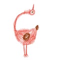 Crazy funny bird looking up in red and brown colours in doodles hand drawn style.