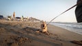 Crazy Funny Cheerful Puppy Dog on Lace, Having Fun on Beach Royalty Free Stock Photo