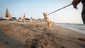 Crazy Funny Cheerful Puppy Dog on Lace, Having Fun on Beach Royalty Free Stock Photo