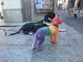 crazy funny gay pitbull dog proud of human rights ,sitting and waiting, with rainbow flag tie and sunglasses , isolated