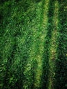 Crazy grass