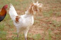 Crazy hairdo of a Polish crested Rooster. Royalty Free Stock Photo