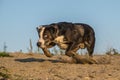Crazy happy Catahoula Leopard Dog is catching ball