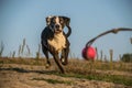 Crazy happy Catahoula Leopard Dog is catching ball