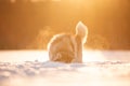 Crazy, happy and cute beige and white dog breed siberian husky digging thesnow in the winter field at golden sunset Royalty Free Stock Photo