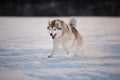 Crazy, happy and cute beige and white dog breed siberian husky running on the snow path in the field