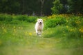 Crazy and happy golden retriever dog is running in the field in summer Royalty Free Stock Photo