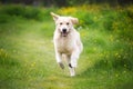 Crazy and happy golden retriever dog is running in the field in summer Royalty Free Stock Photo