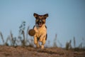 Crazy happy Jack russel terier is catching ball in sand.