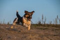 Crazy happy Jack russel terier is catching ball in sand.