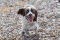 Crazy happy spaniel puppy running on a beach dog walk Royalty Free Stock Photo