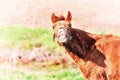 Crazy horse funny face laughs Royalty Free Stock Photo