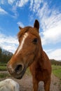 Crazy horse portrait Royalty Free Stock Photo