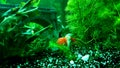 Crazy little lionhead redcap veil tail goldfish Royalty Free Stock Photo